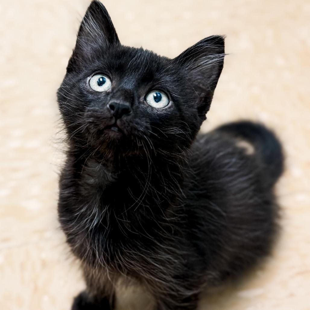 Scooter, a Adoptable Domestic Medium Hair in Greensboro, GA image 1/6