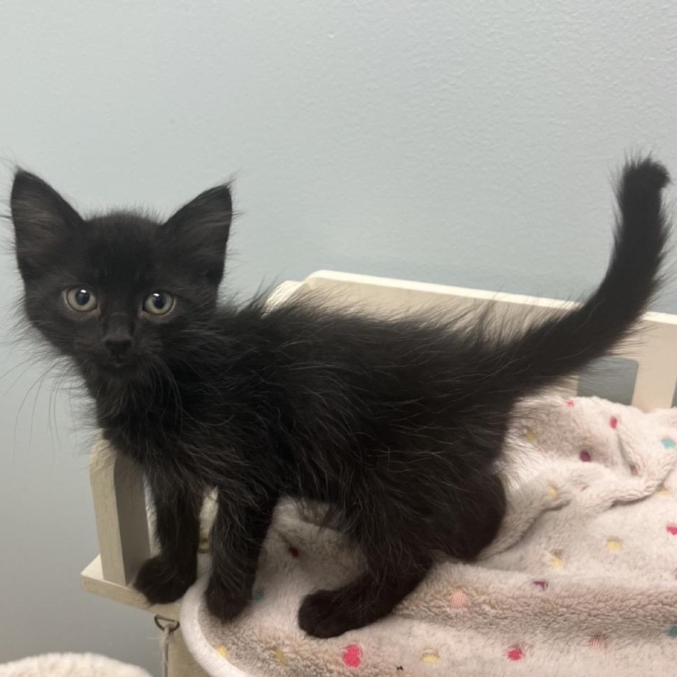 Scooter, a Adoptable Domestic Medium Hair in Greensboro, GA image 2/6