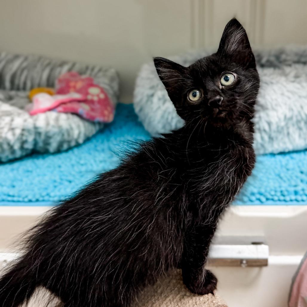 Scooter, a Adoptable Domestic Medium Hair in Greensboro, GA image 3/6