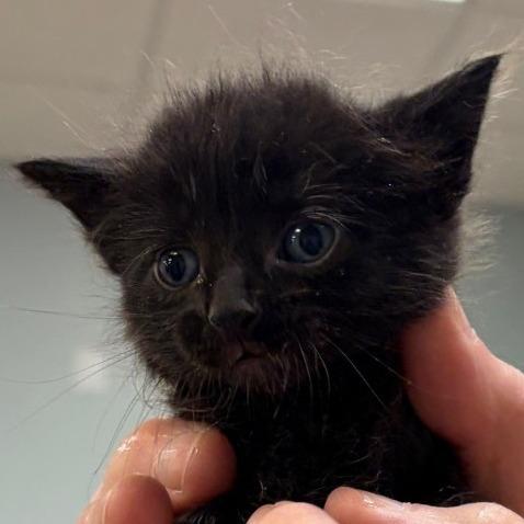 Scooter, a Adoptable Domestic Medium Hair in Greensboro, GA image 5/6