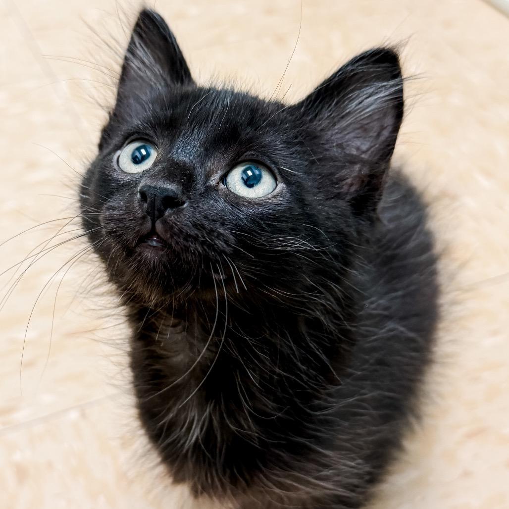 Scooter, a Adoptable Domestic Medium Hair in Greensboro, GA image 4/6