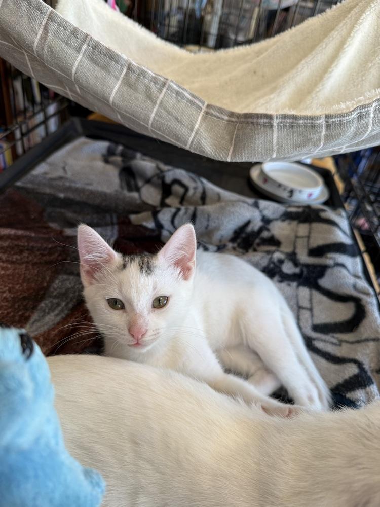 Ozzy, Adoptable, Kitten Male Domestic Short Hair.