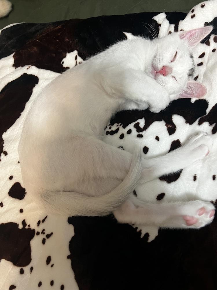 Enlarge Ozzy, a Adoptable Domestic Short Hair in Saint Augustine, FL image 2/6