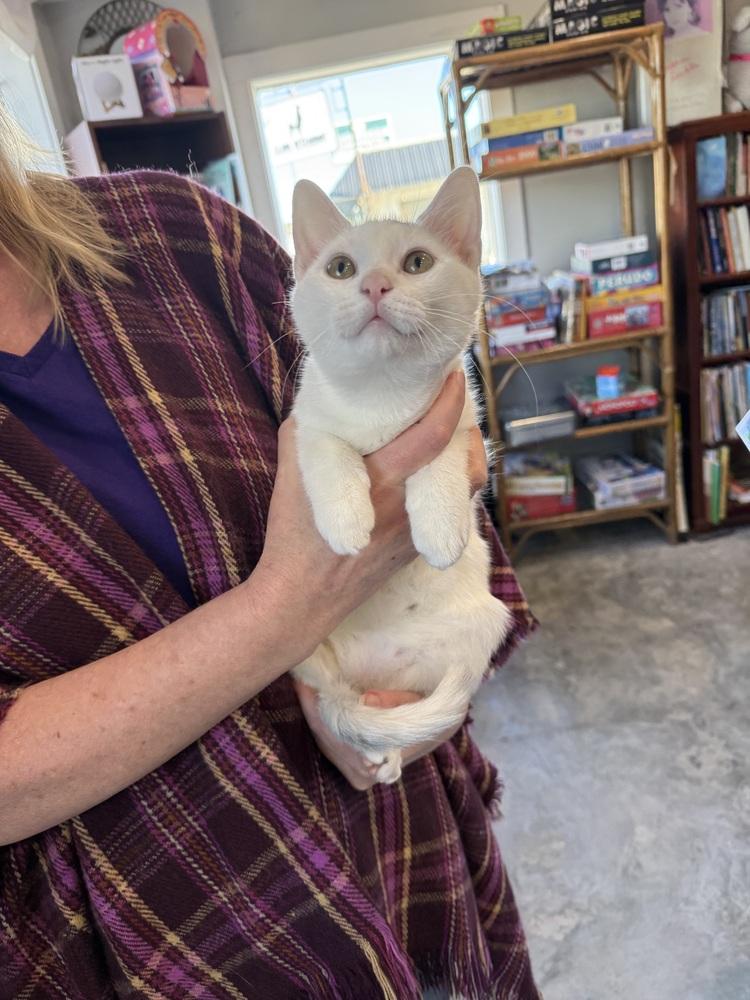 Enlarge Ozzy, a Adoptable Domestic Short Hair in Saint Augustine, FL image 4/6