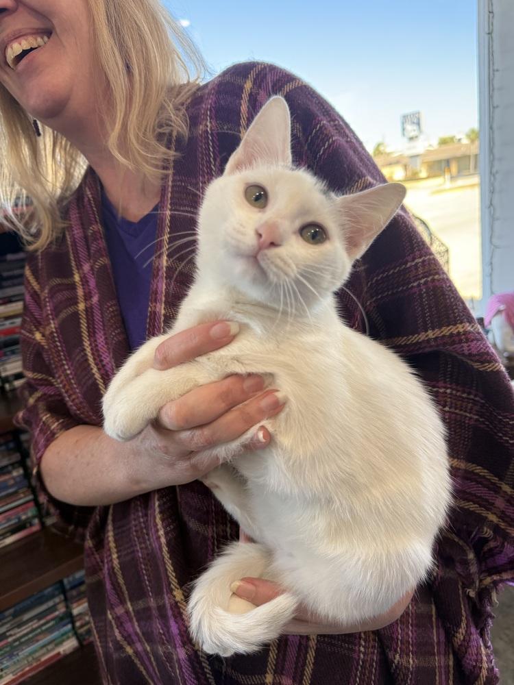 Enlarge Ozzy, a Adoptable Domestic Short Hair in Saint Augustine, FL image 5/6