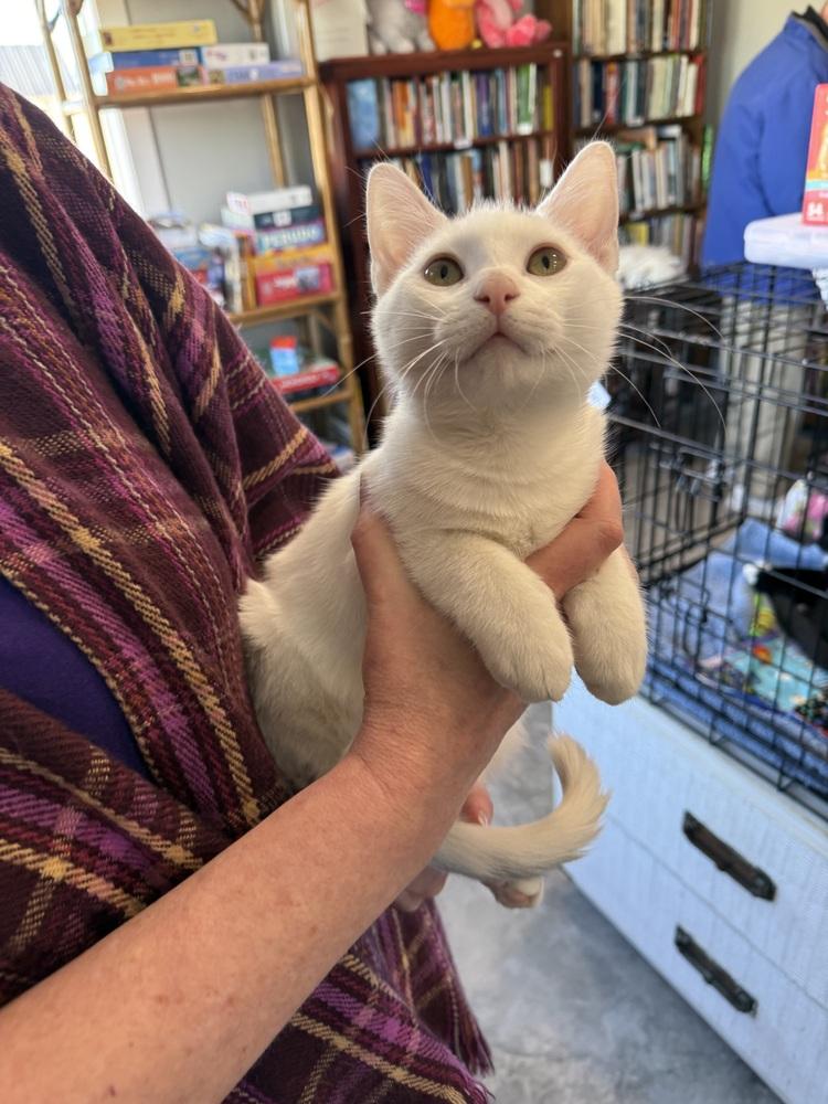 Enlarge Ozzy, a Adoptable Domestic Short Hair in Saint Augustine, FL image 6/6