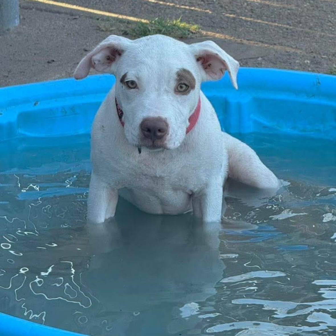 Enlarge Tamale, a Adopted mixed breed in Dallas, TX image 3/6