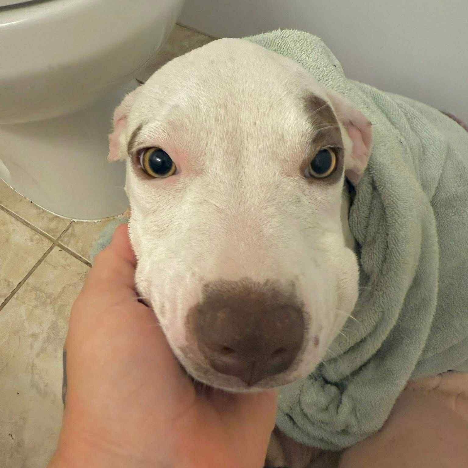 Enlarge Tamale, a Adopted mixed breed in Dallas, TX image 5/6