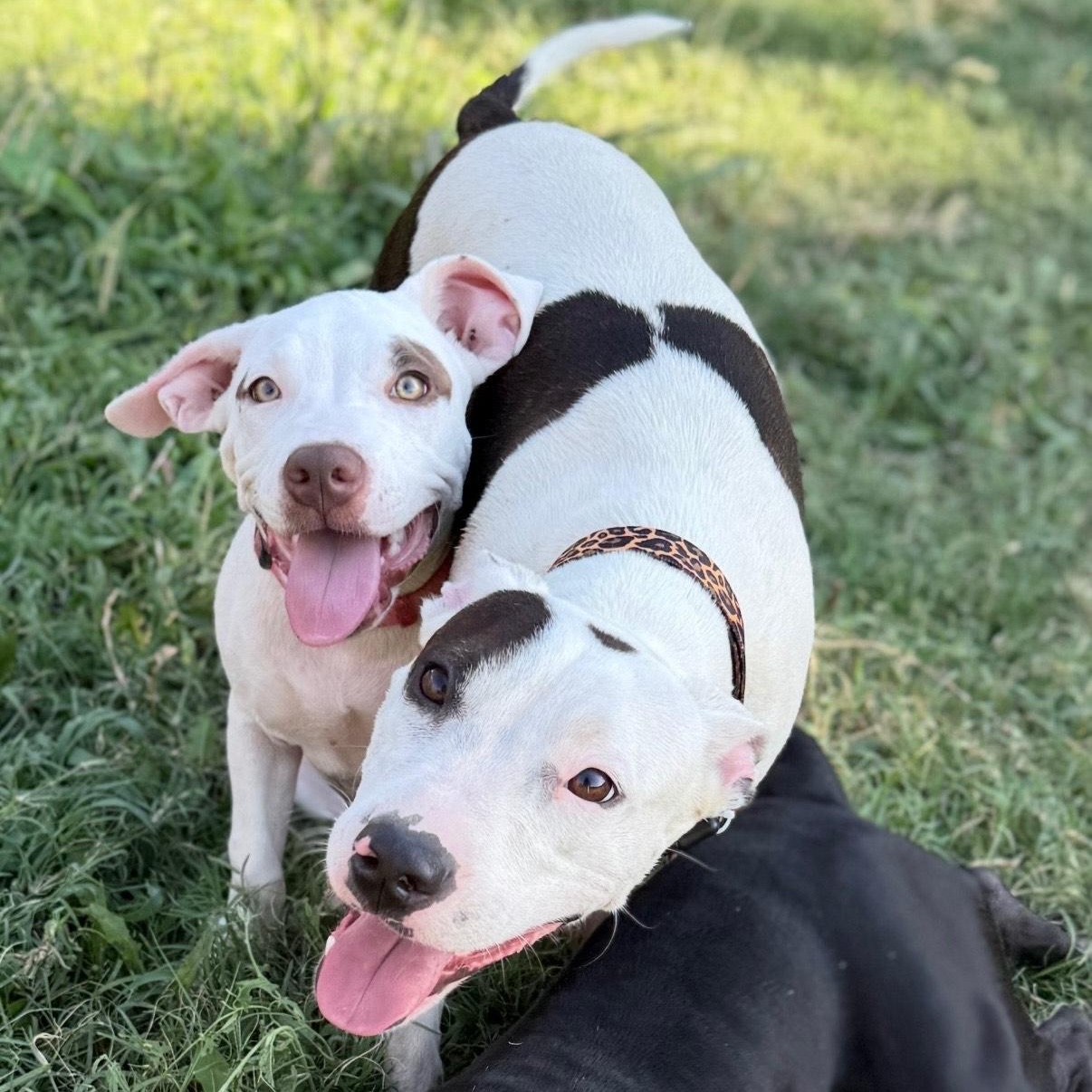 Enlarge Tamale, a Adopted mixed breed in Dallas, TX image 4/6