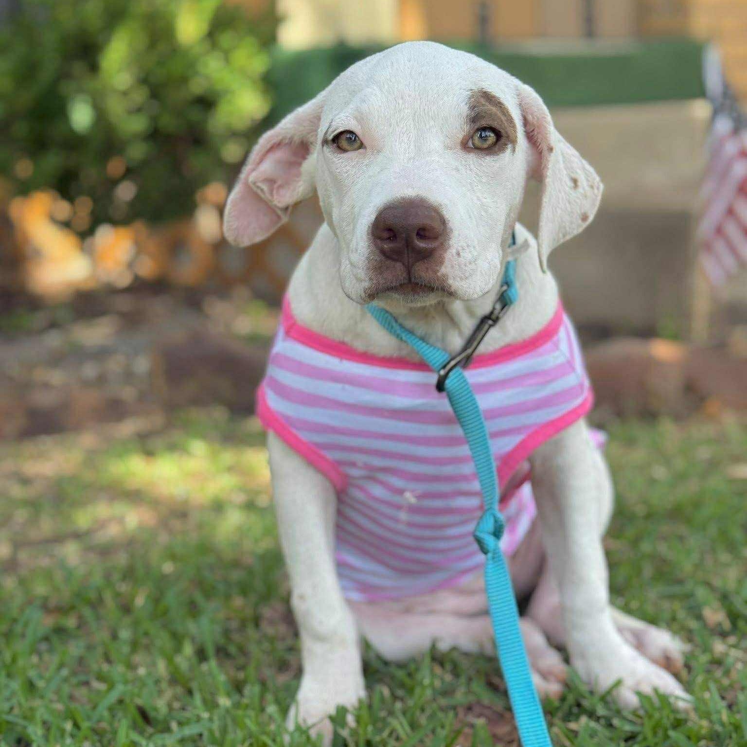 Enlarge Tamale, a Adopted mixed breed in Dallas, TX image 2/6