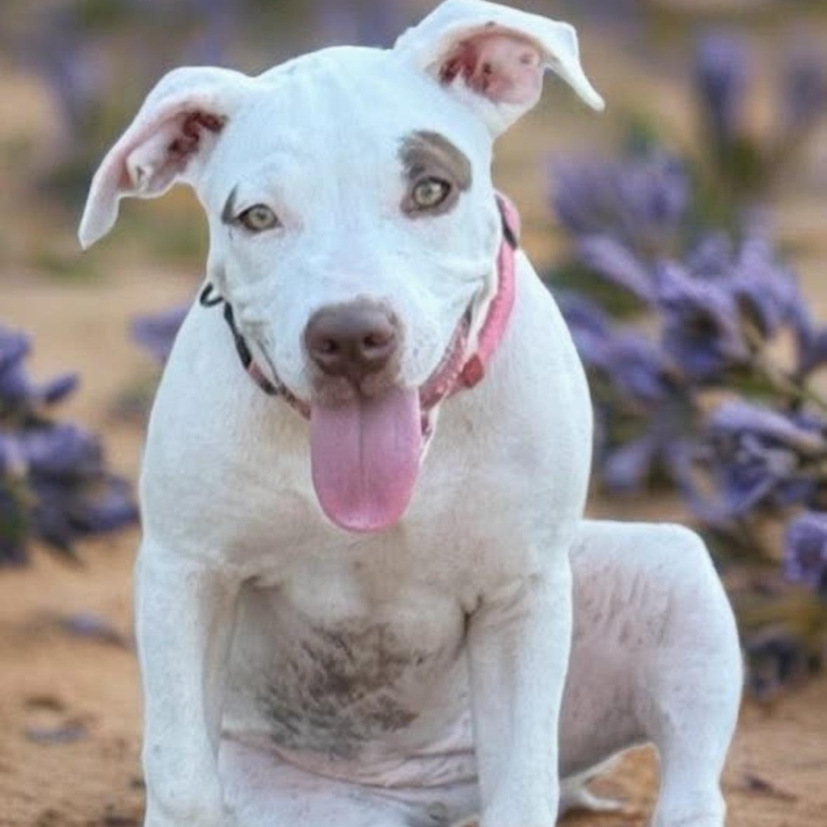 Enlarge Tamale, a Adopted mixed breed in Dallas, TX image 1/6