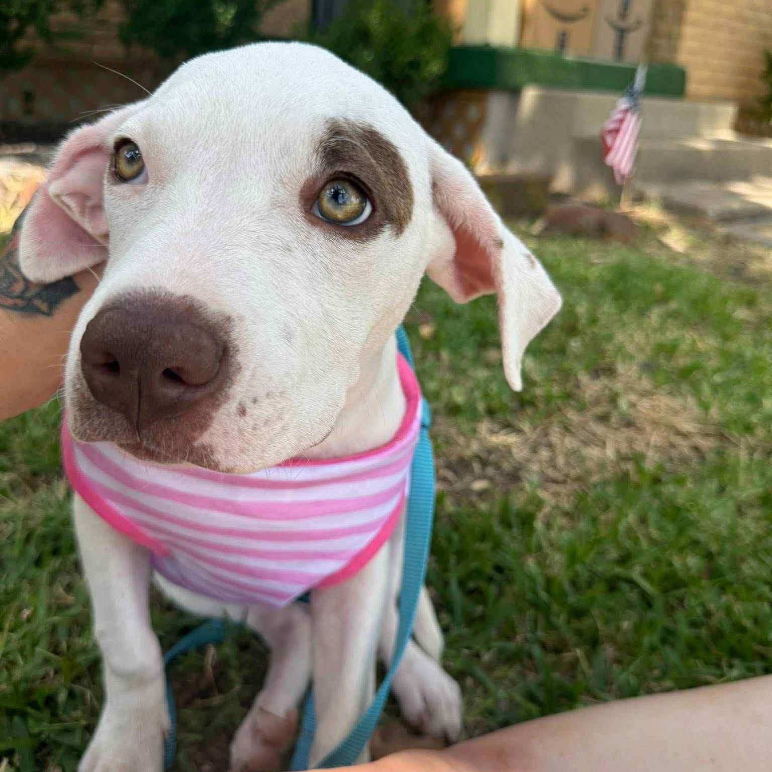 Enlarge Tamale, a Adopted mixed breed in Dallas, TX image 6/6