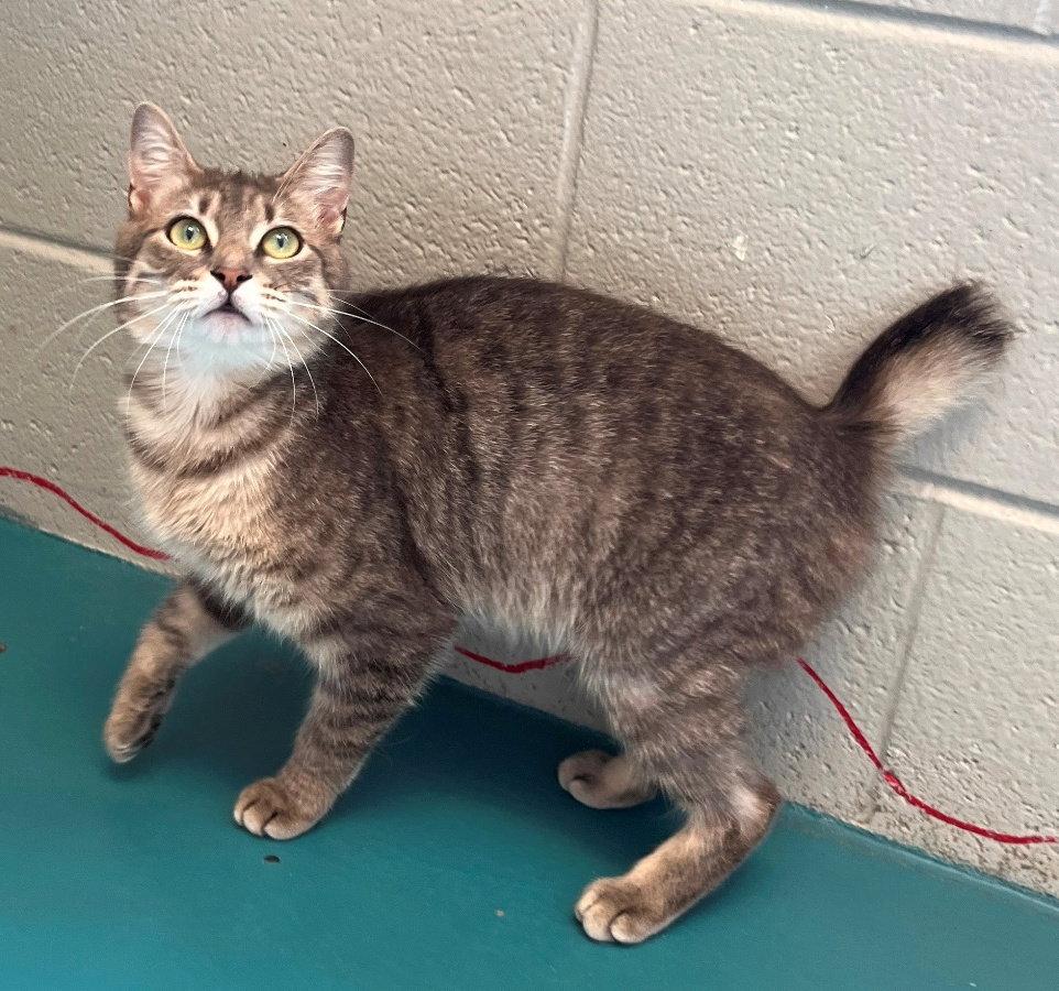 Alex, Adopted, Young Female Manx & Tabby.