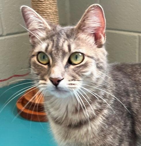 Enlarge Alex, a Adopted mixed breed in Carrollton, GA image 2/3