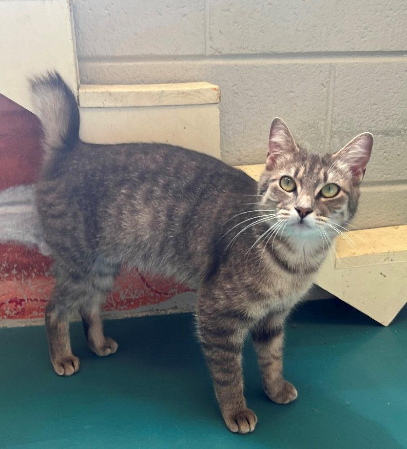 Enlarge Alex, a Adopted mixed breed in Carrollton, GA image 3/3