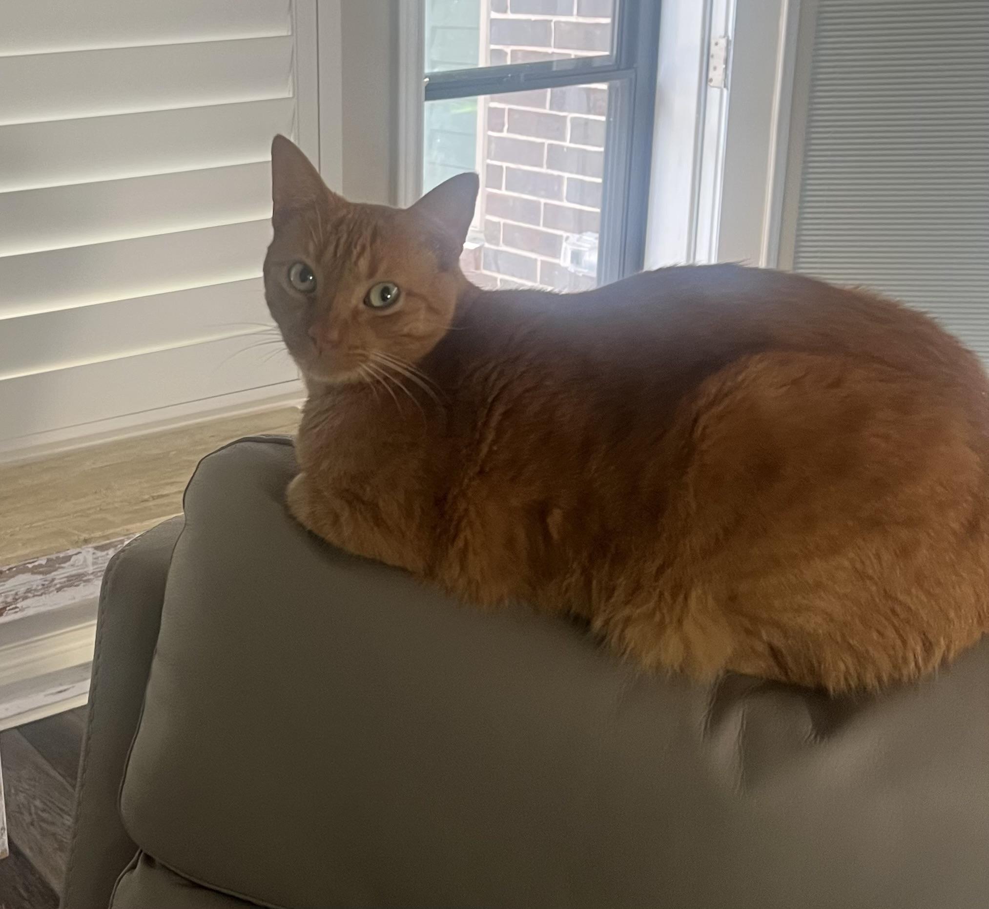 Cheddar, Adoptable, Adult Male Tabby.