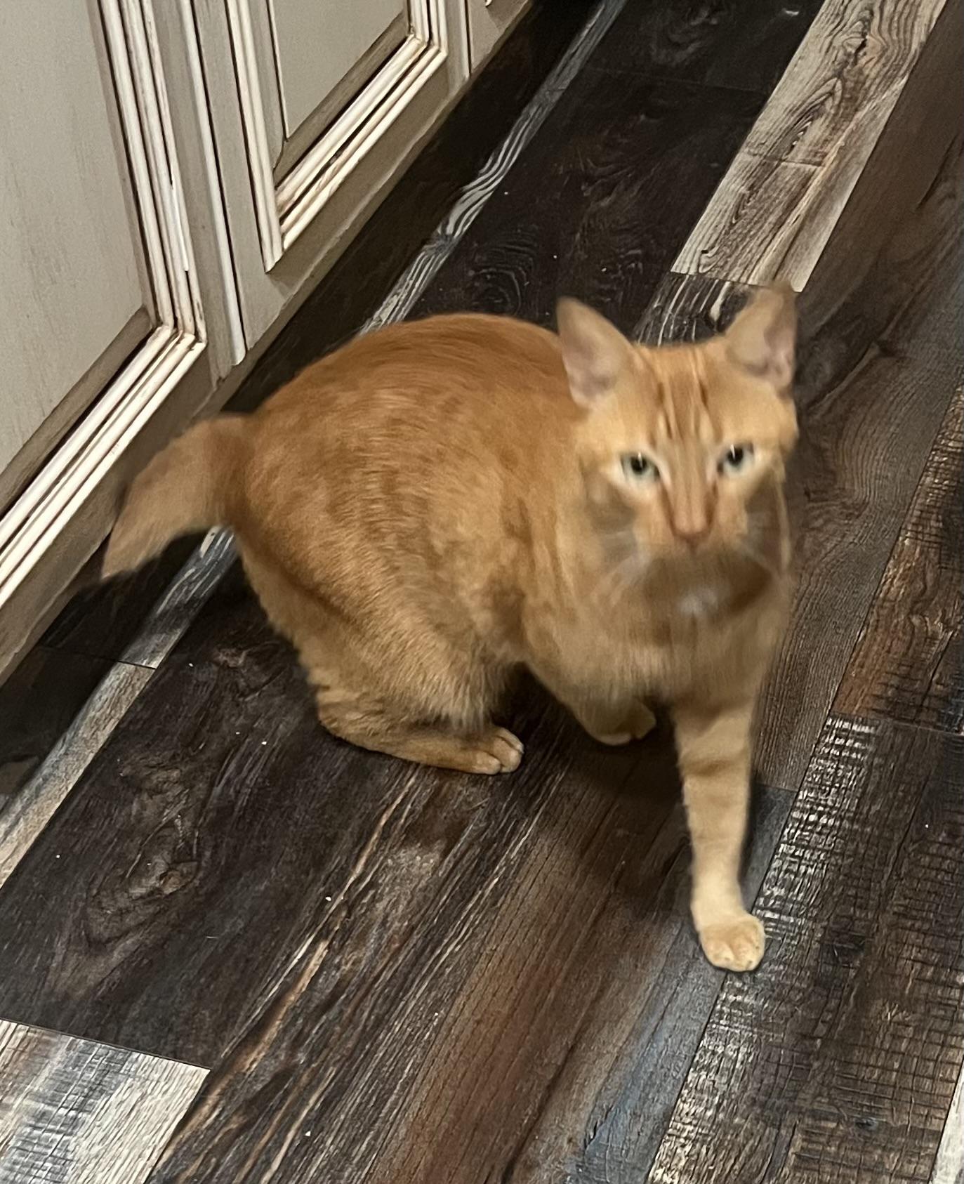 Enlarge Cheddar, a Adoptable Tabby in Kingwood, TX image 2/4