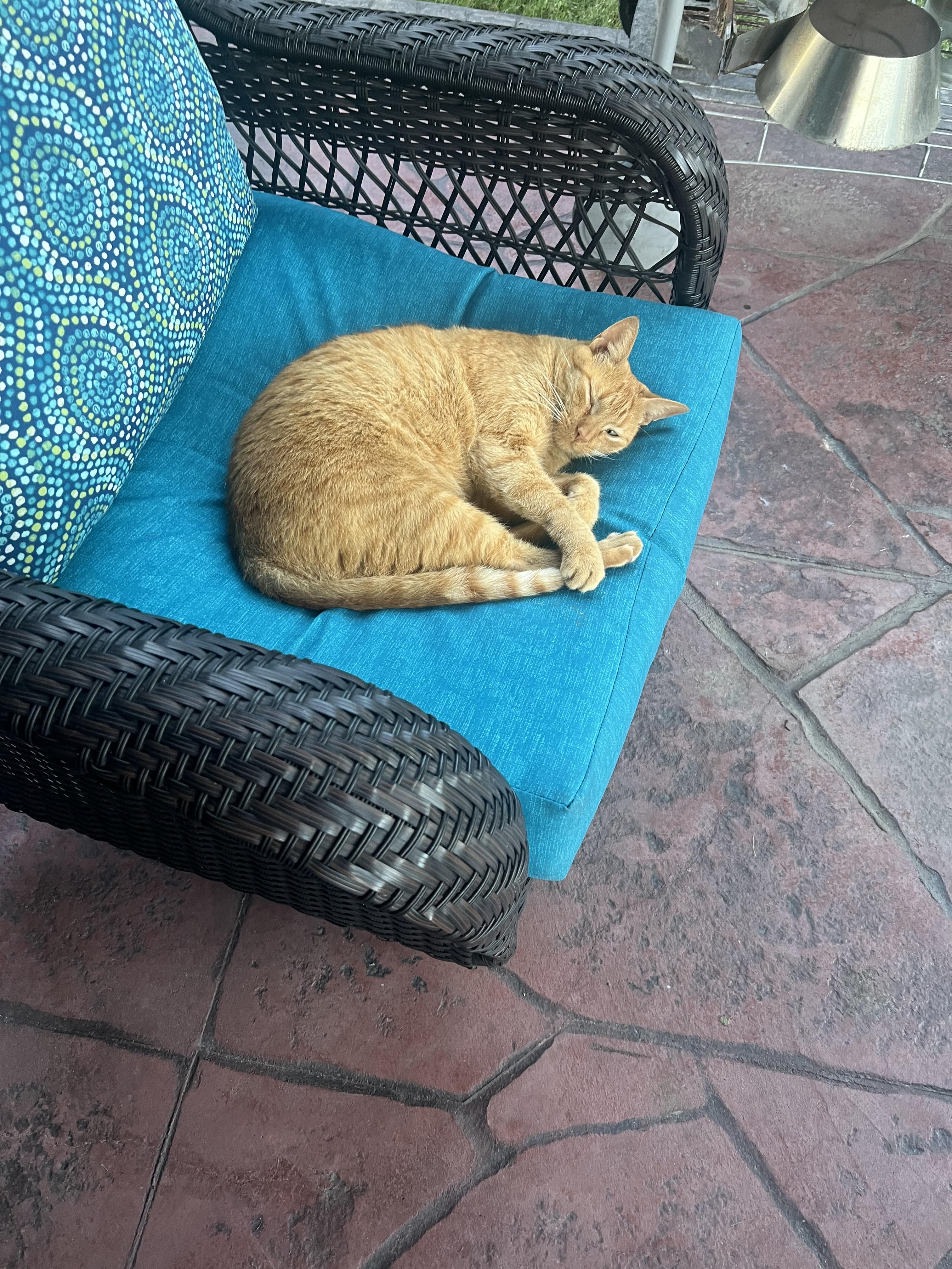 Enlarge Cheddar, a Adoptable Tabby in Kingwood, TX image 3/4