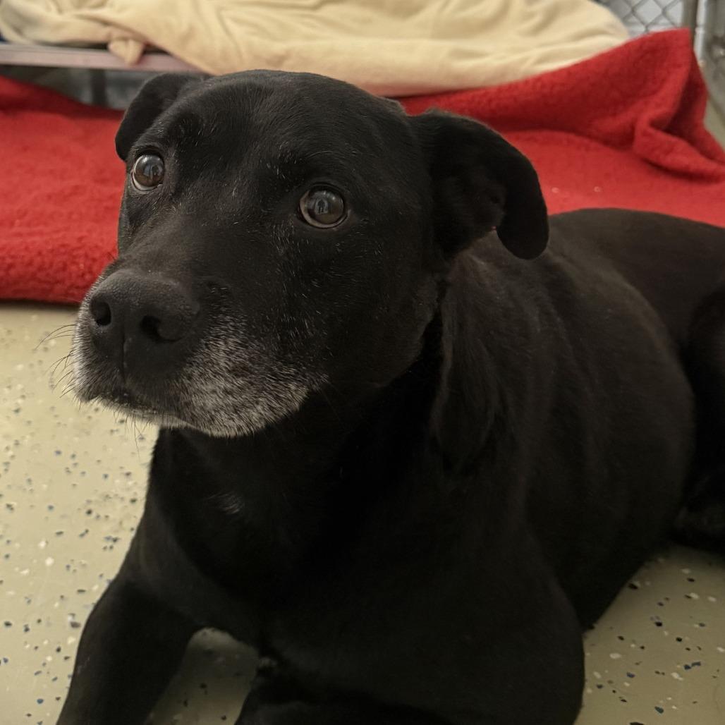 Enlarge Honcho, a Adoptable mixed breed in Marion, VA image 1/1