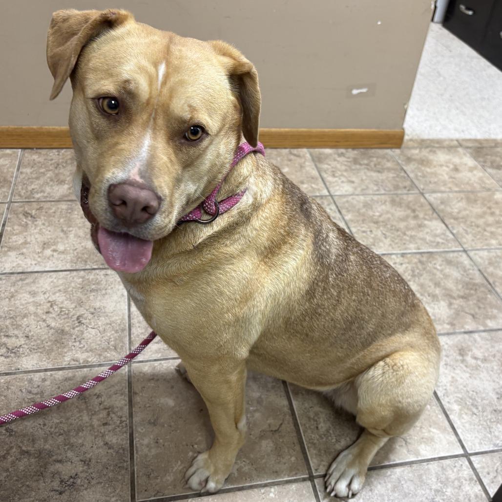 Molly D26-018, Adoptable, Adult Female Labrador Retriever & Pit Bull Terrier.