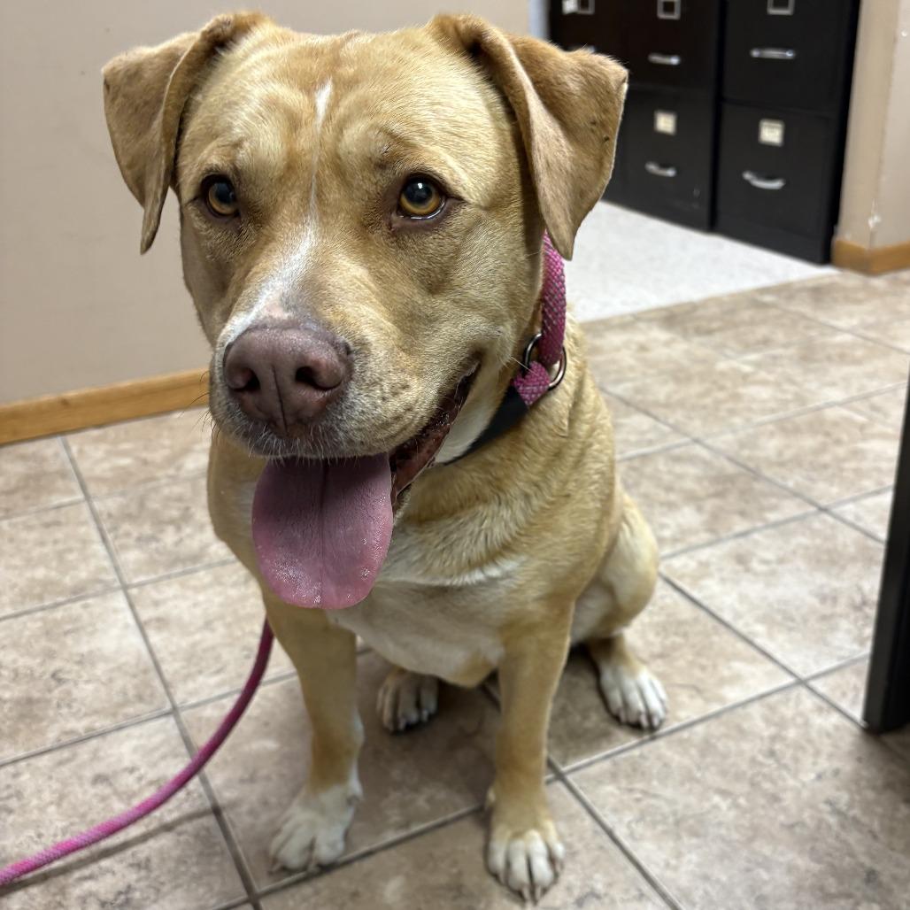Molly D26-018, a Adoptable mixed breed in Elbow Lake, MN image 2/2