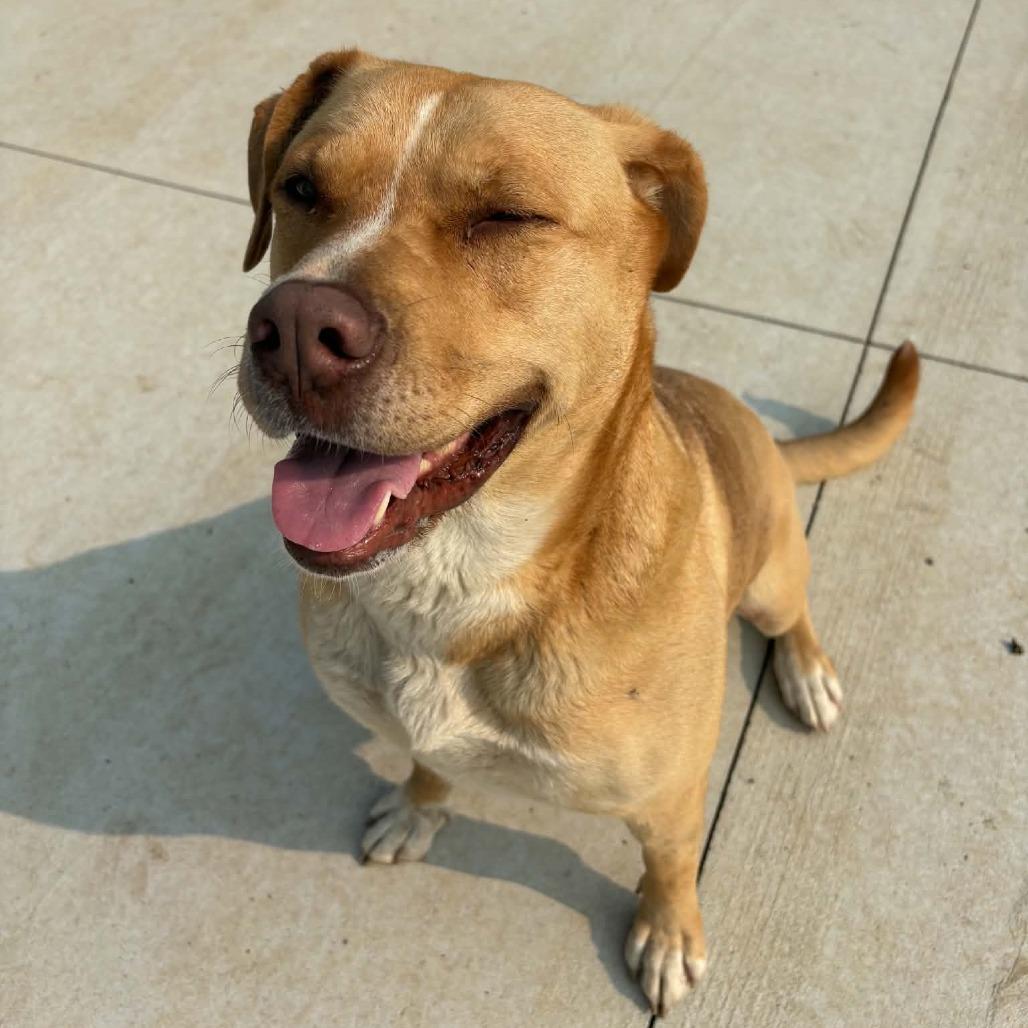 Enlarge Molly D26-018, a Adoptable mixed breed in Elbow Lake, MN image 3/6