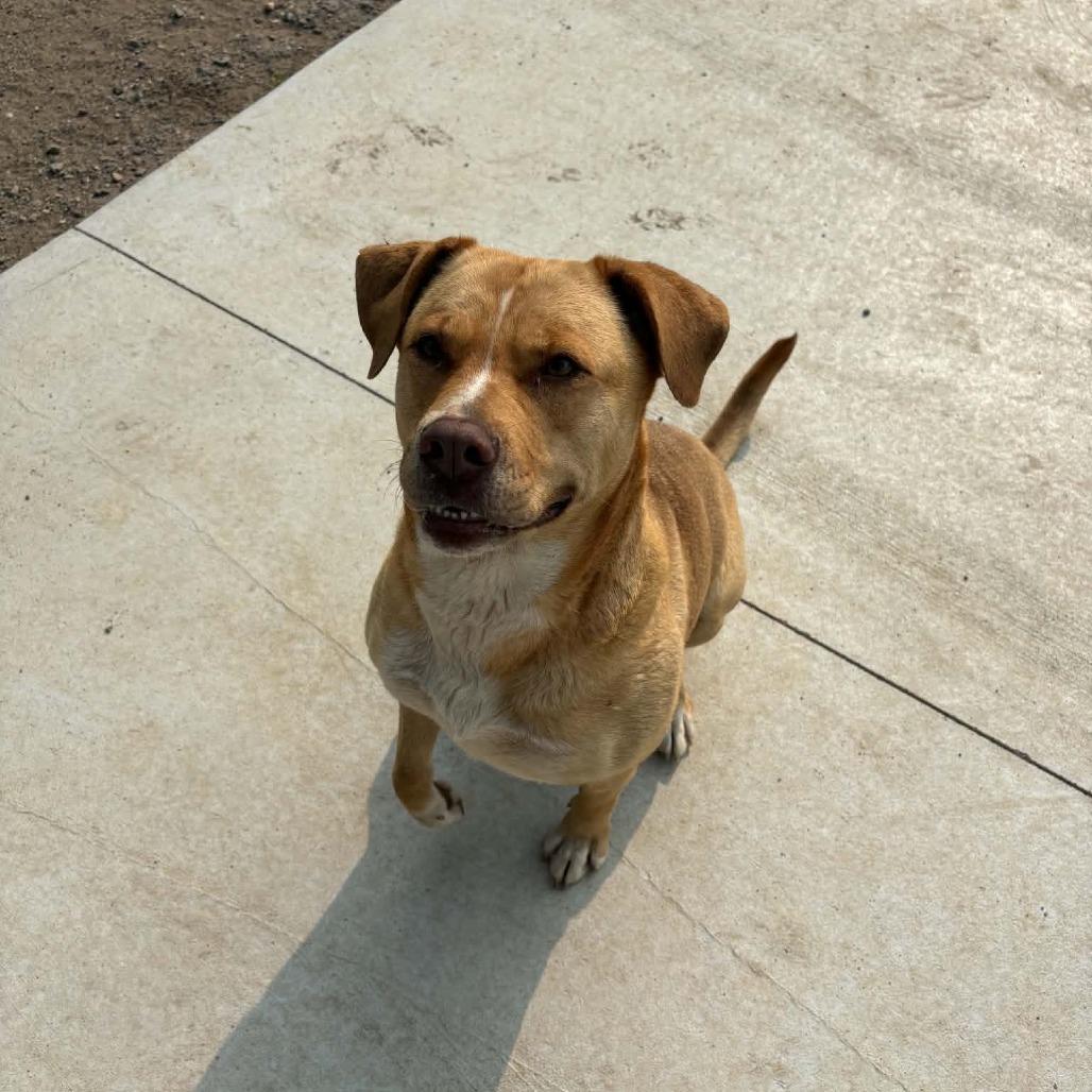 Enlarge Molly D26-018, a Adoptable mixed breed in Elbow Lake, MN image 4/6
