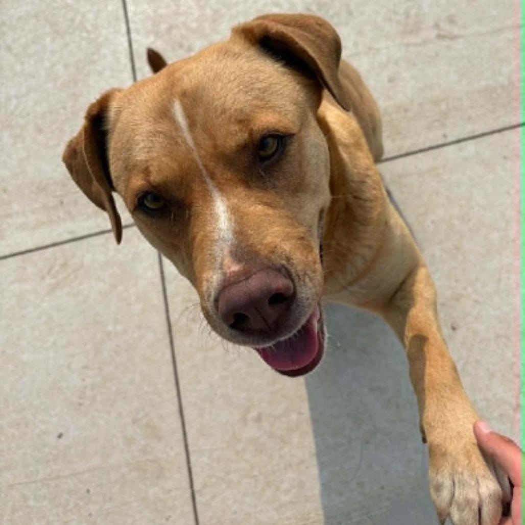 Enlarge Molly D26-018, a Adoptable mixed breed in Elbow Lake, MN image 5/6