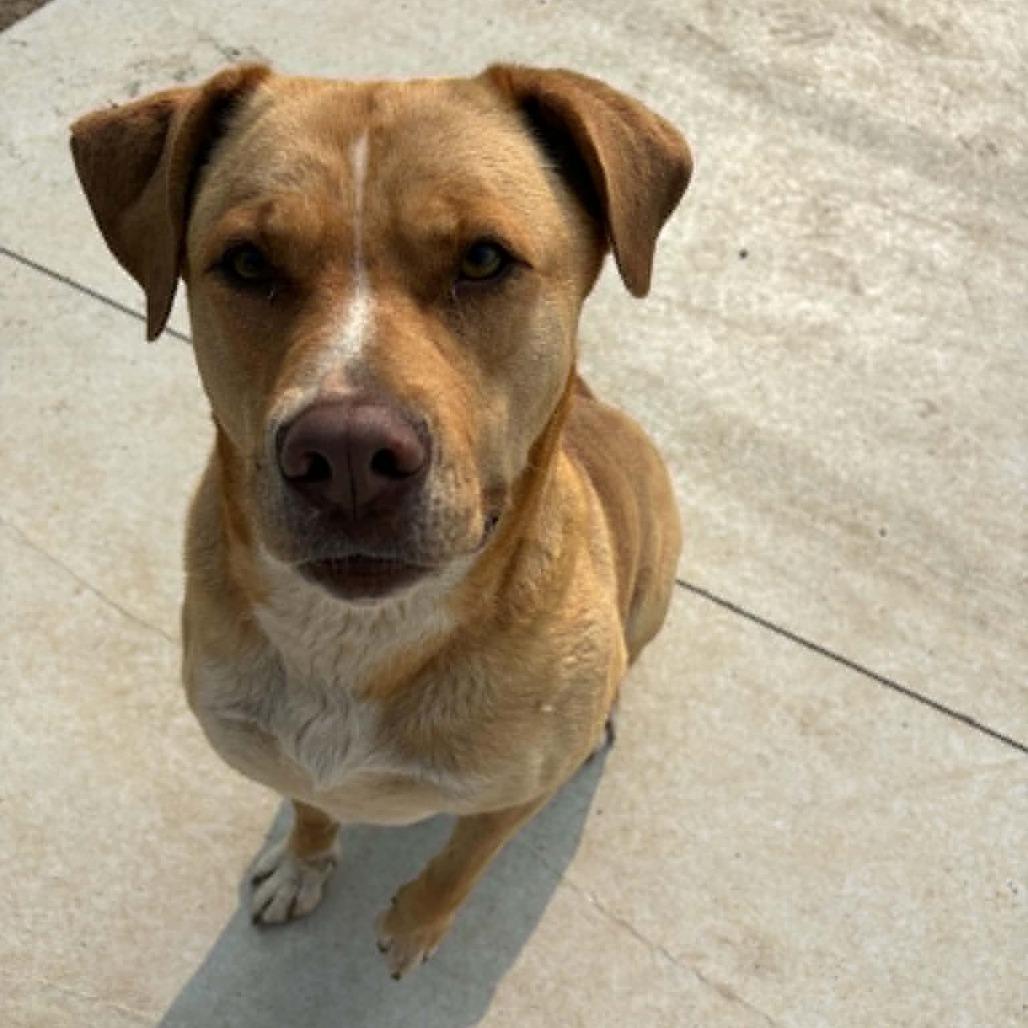 Enlarge Molly D26-018, a Adoptable mixed breed in Elbow Lake, MN image 6/6