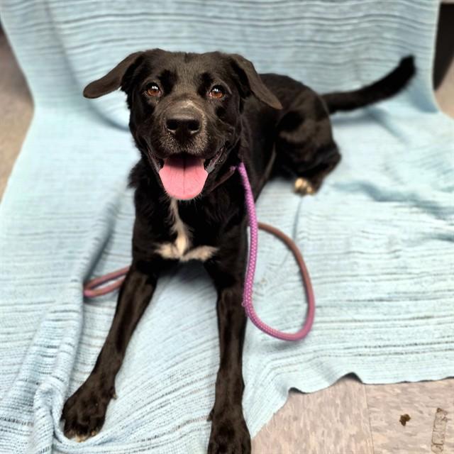 Enlarge LUNA, a Adoptable Labrador Retriever in Long Beach, CA image 1/1