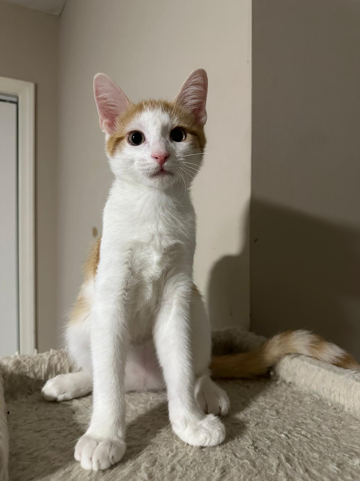 Enlarge Maple, a Adoptable Domestic Short Hair in Lawrenceville, GA image 4/5