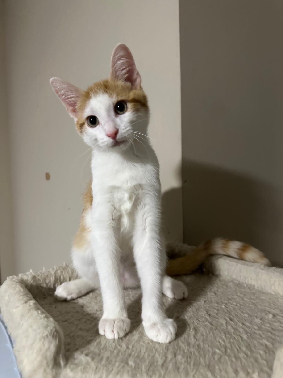 Maple, Adoptable, Kitten Male Domestic Short Hair.