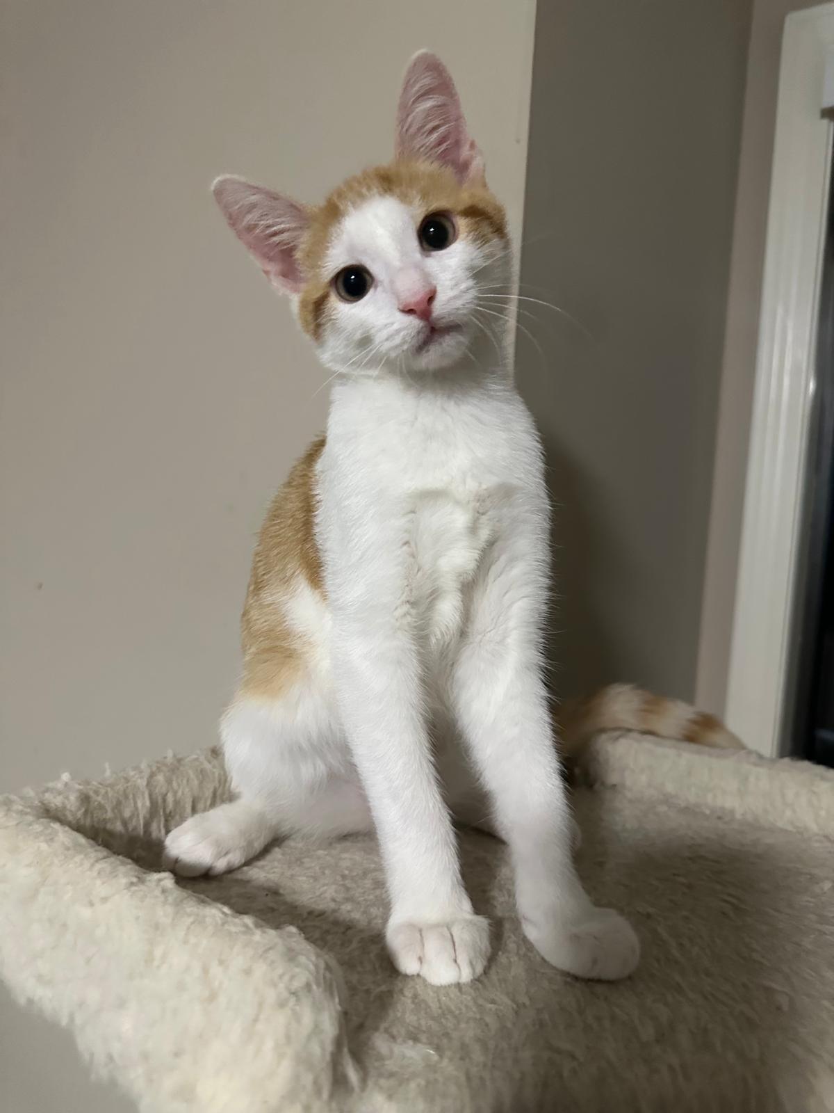 Enlarge Maple, a Adoptable Domestic Short Hair in Lawrenceville, GA image 5/5