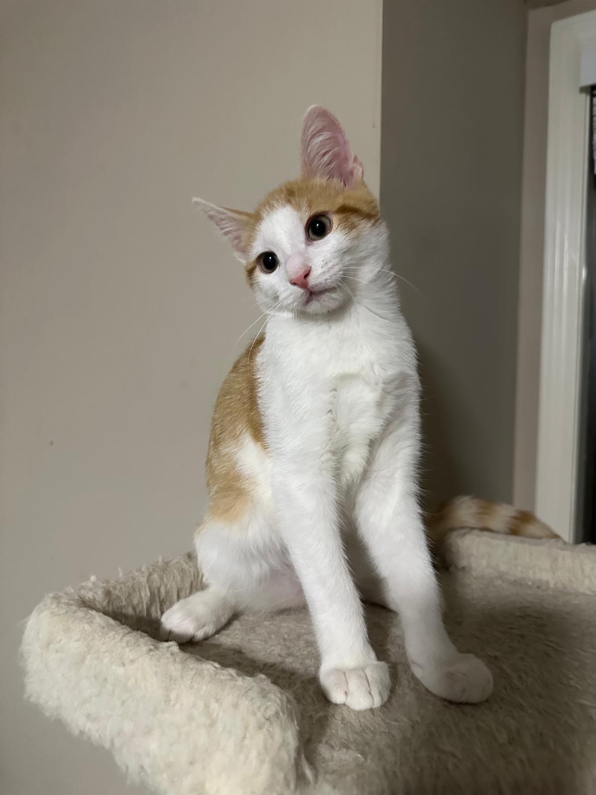 Enlarge Maple, a Adoptable Domestic Short Hair in Lawrenceville, GA image 2/5