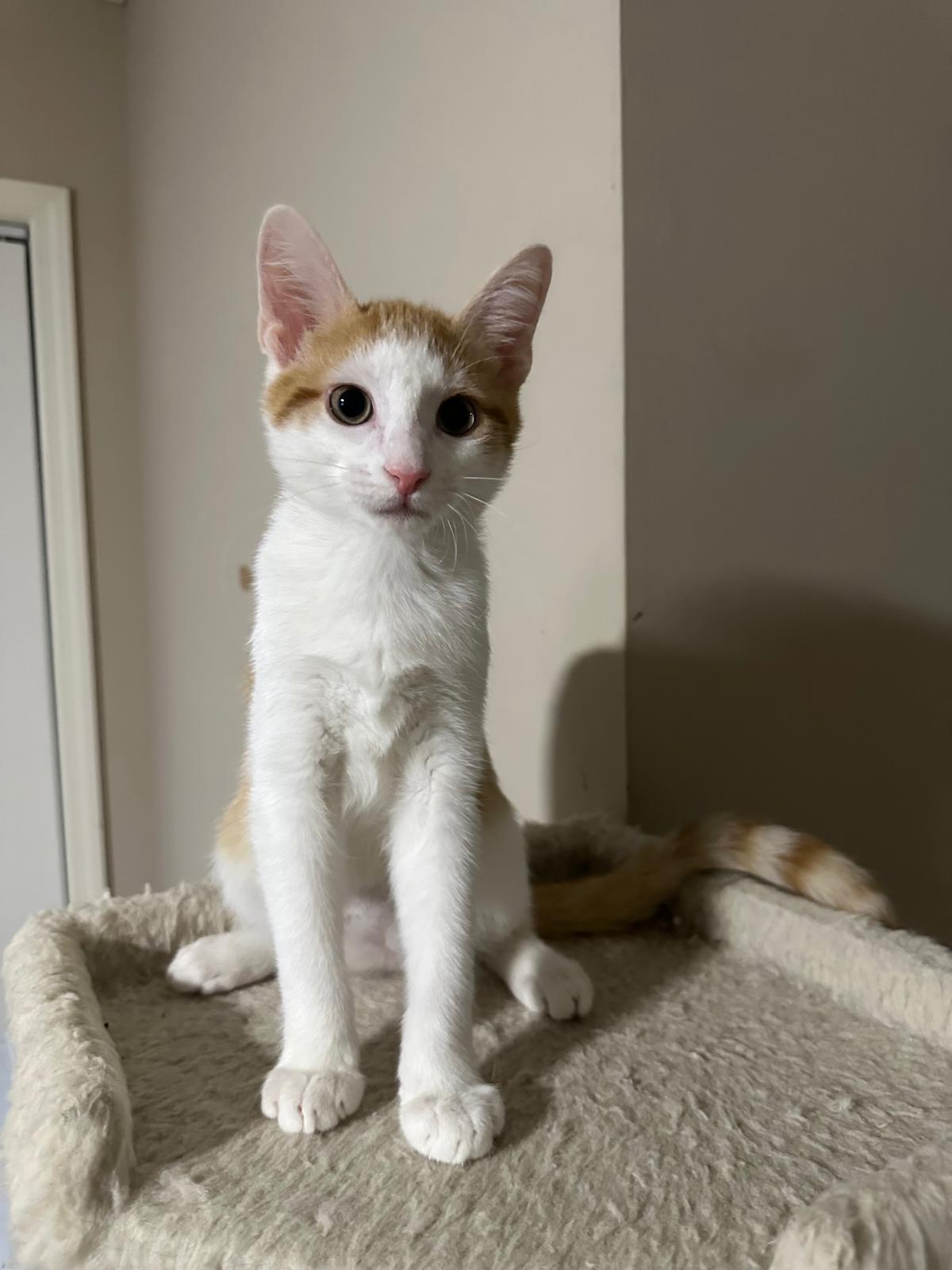 Enlarge Maple, a Adoptable Domestic Short Hair in Lawrenceville, GA image 3/5