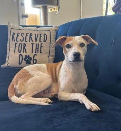 Enlarge Daphne, a Adopted mixed breed in San Diego, CA image 2/3