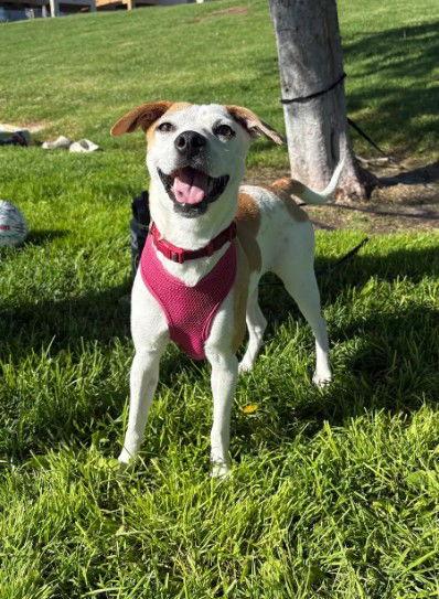 Enlarge Daphne, a Adopted mixed breed in San Diego, CA image 3/3