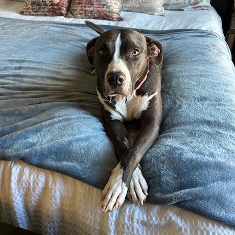 Eclipse 07-2461, Adoptable, Adult Female Pit Bull Terrier.