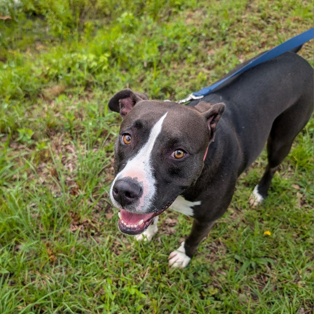 Enlarge Eclipse 07-2461, a Adoptable Pit Bull Terrier in Tyrone, GA image 2/6
