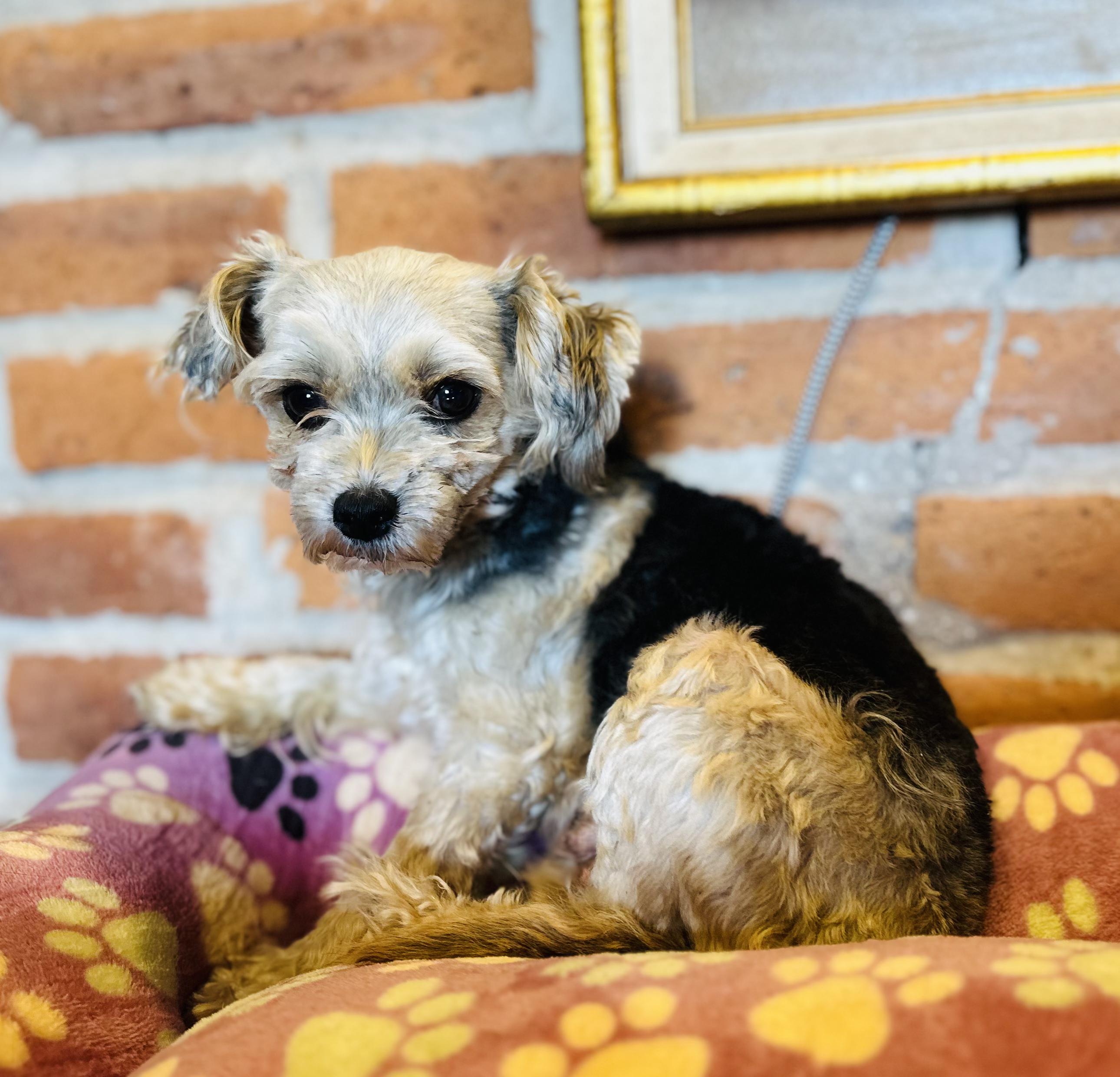 Bella, an adopted mixed breed in Encino, CA image 2/2