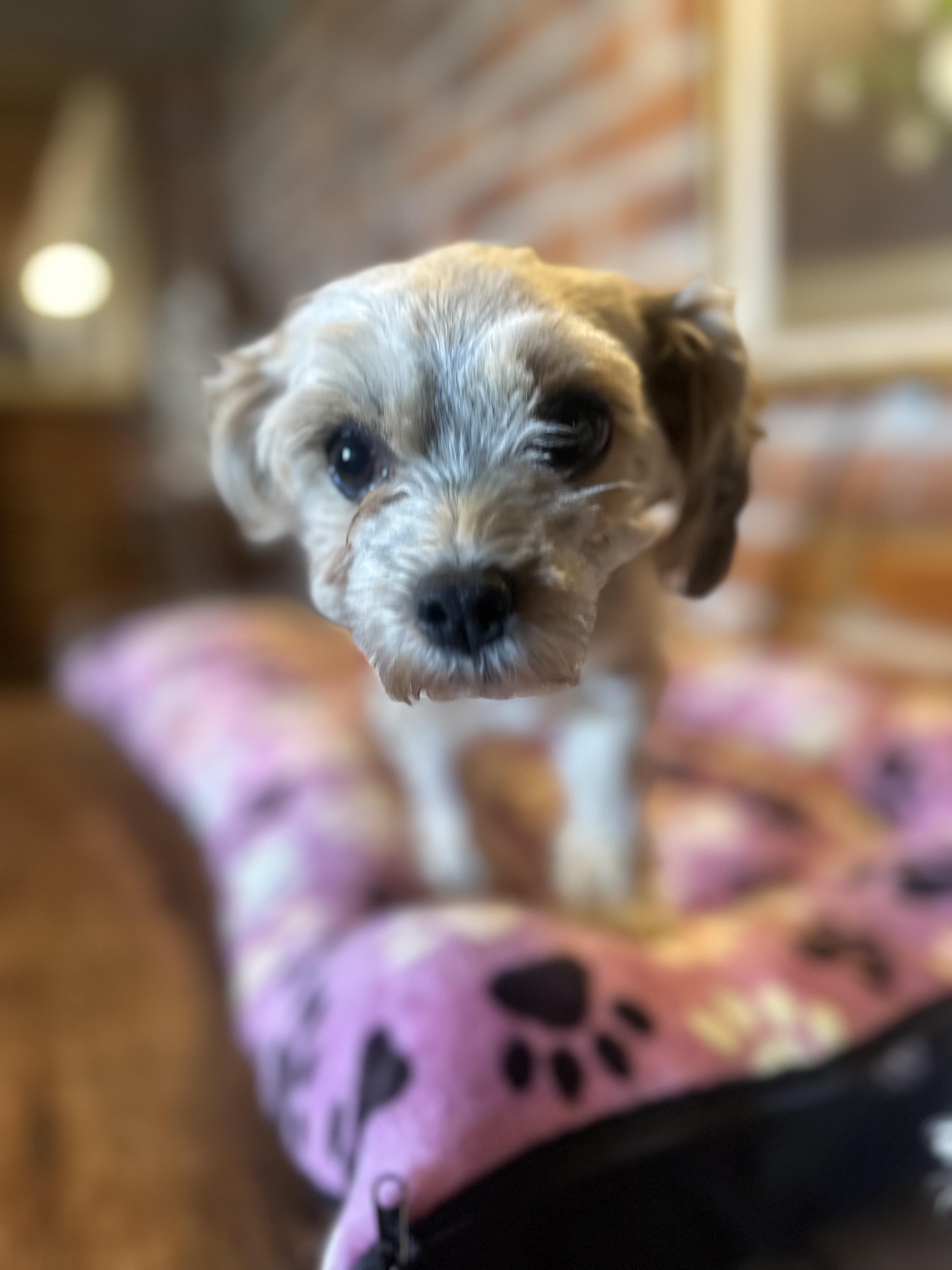 Bella, adopted, Adult Female Miniature Poodle.