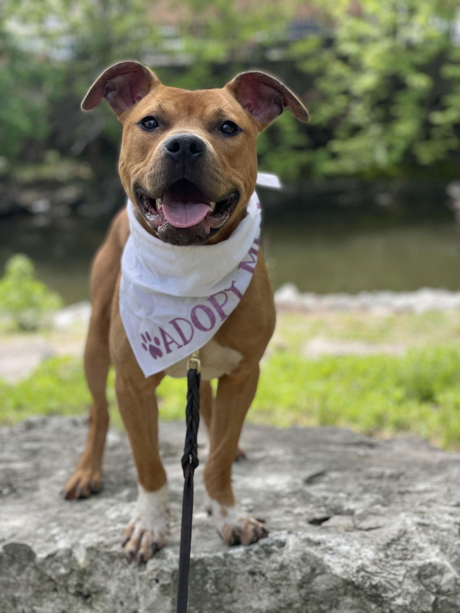 Dexter, a Adoptable Pit Bull Terrier in Crete, IL image 1/3