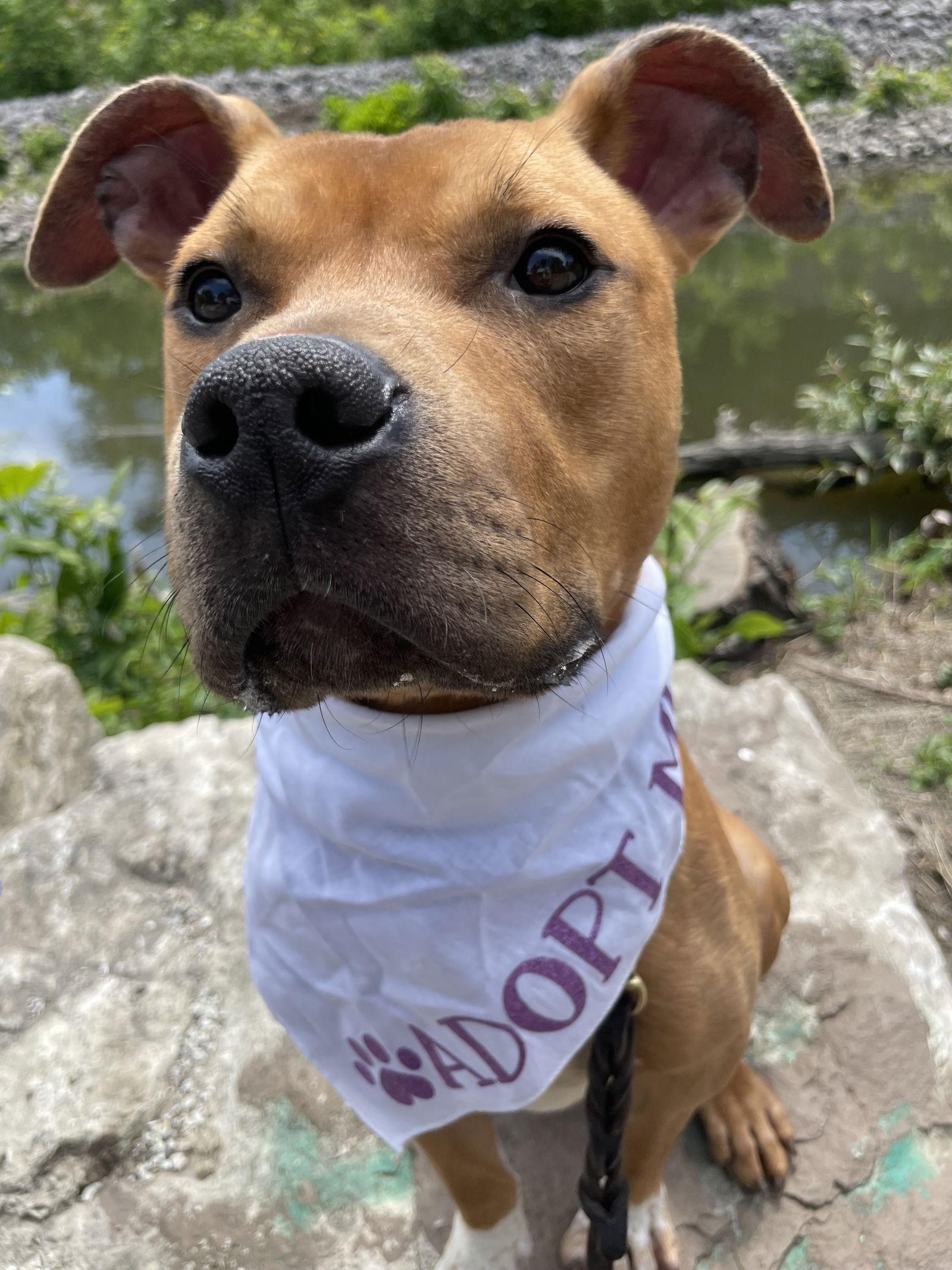 Dexter, a Adoptable Pit Bull Terrier in Crete, IL image 2/3