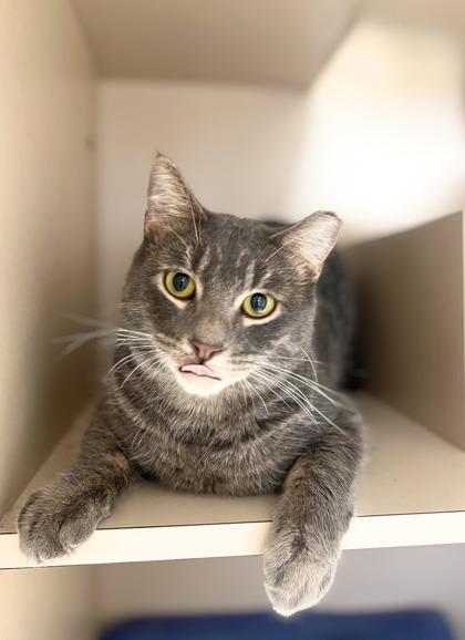 Enlarge Charlie, a ADOPTABLE Domestic Short Hair in Quincy, IL image 1/1