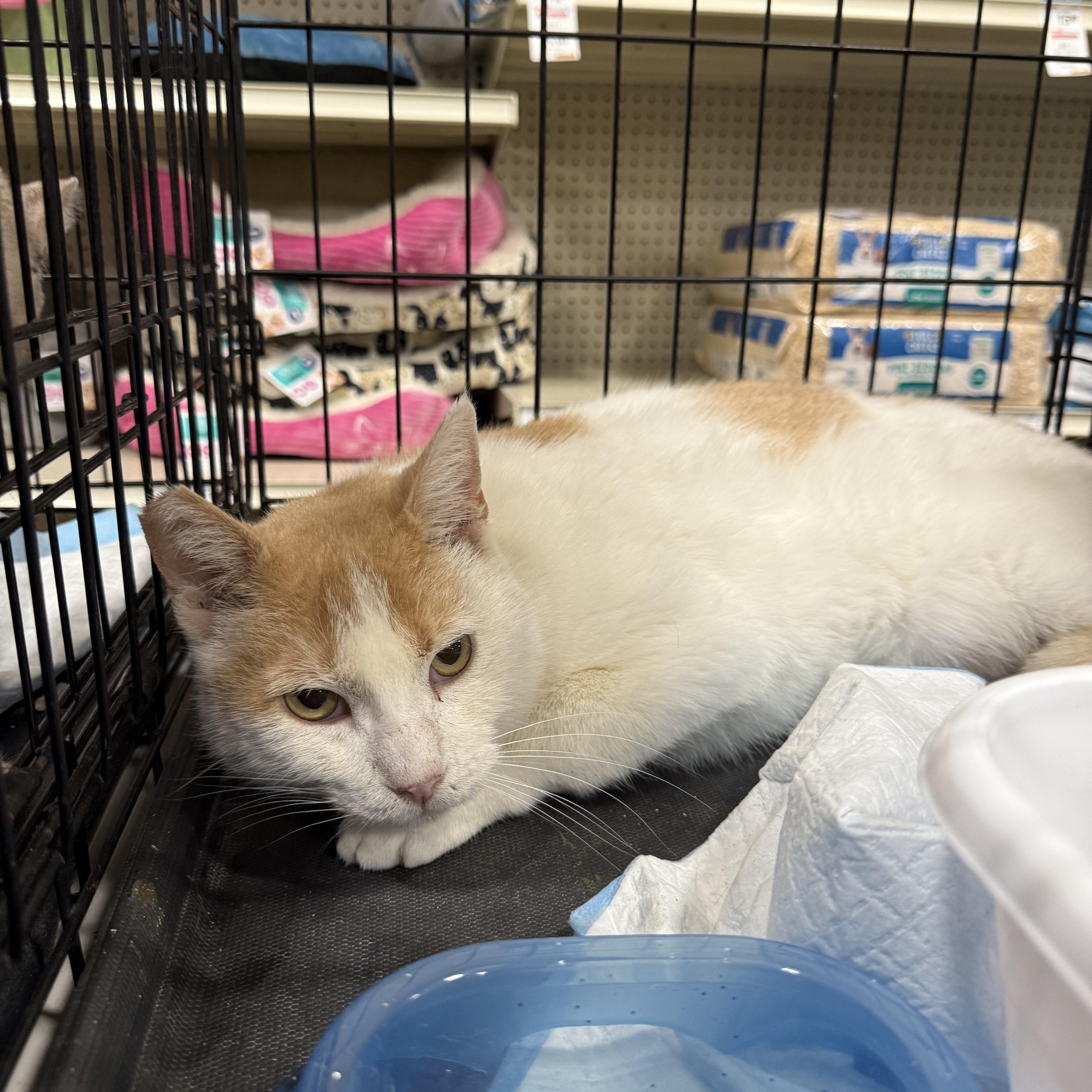 Enlarge Rocket Man, a Adoptable Domestic Short Hair in Fresno, CA image 2/2