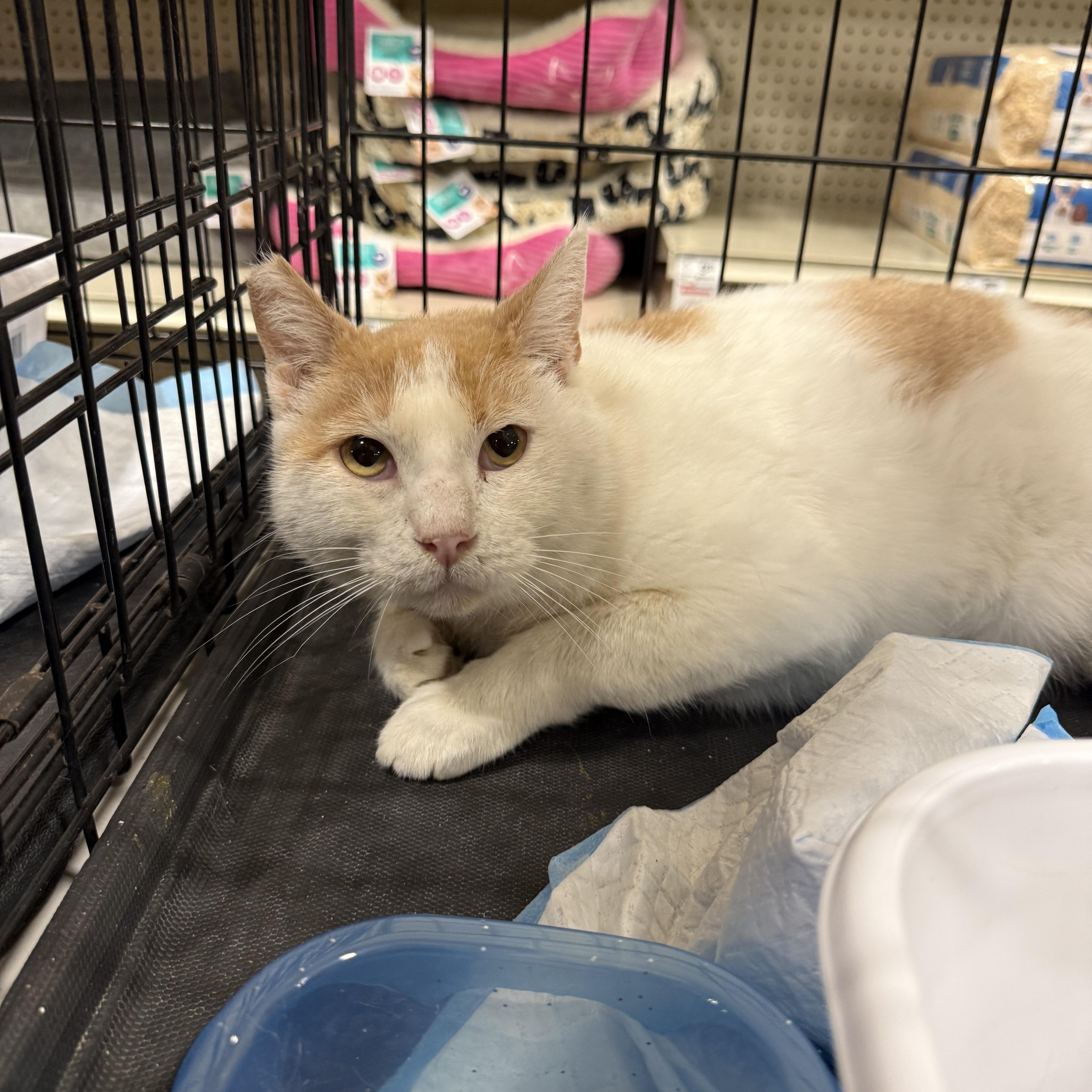 Rocket Man, Adoptable, Adult Male Domestic Short Hair.