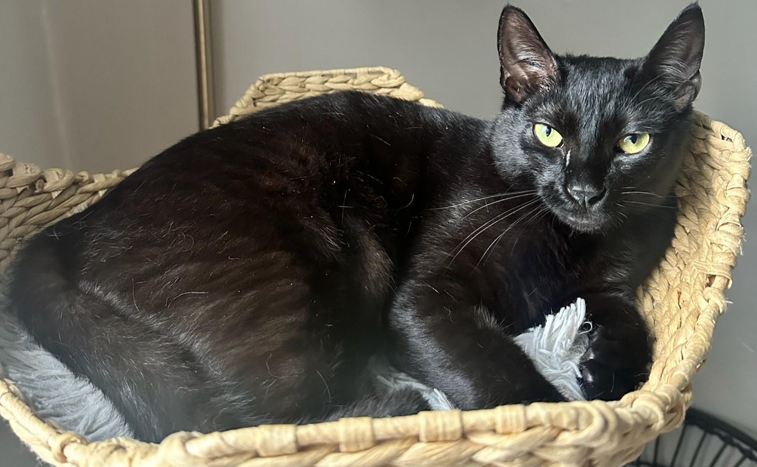 Clive, a Adoptable Domestic Short Hair in Paterson, NJ image 2/3