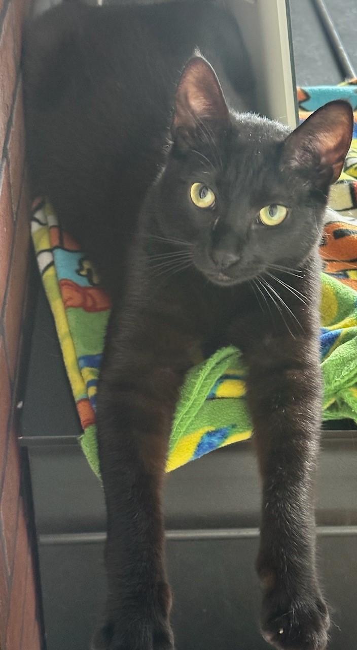 Clive, a Adoptable Domestic Short Hair in Paterson, NJ image 3/3