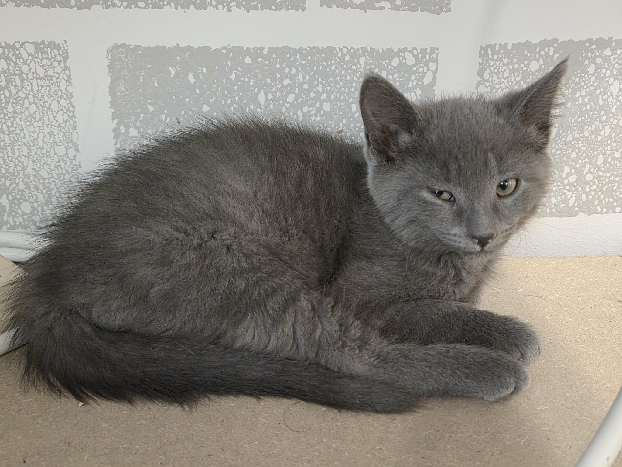 Xatu - 10845, ADOPTABLE, Kitten Male Domestic Short Hair.