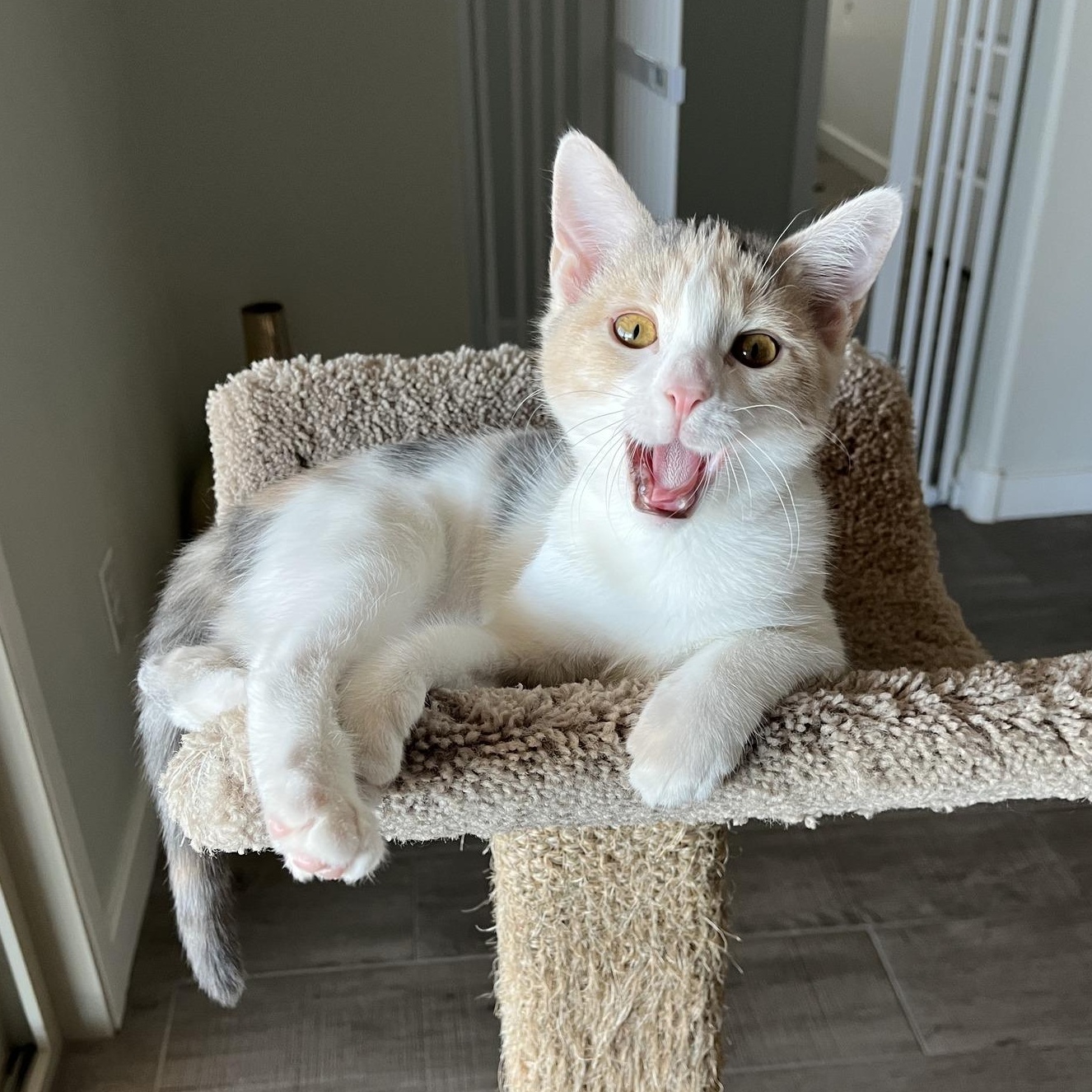 Sassy, Baby Female Domestic Short Hair